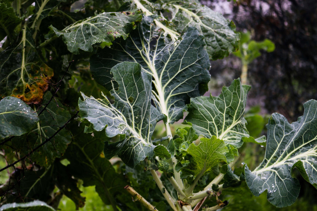 Top Tips to Increase Vegetable Harvest: A UK Gardener's Guide