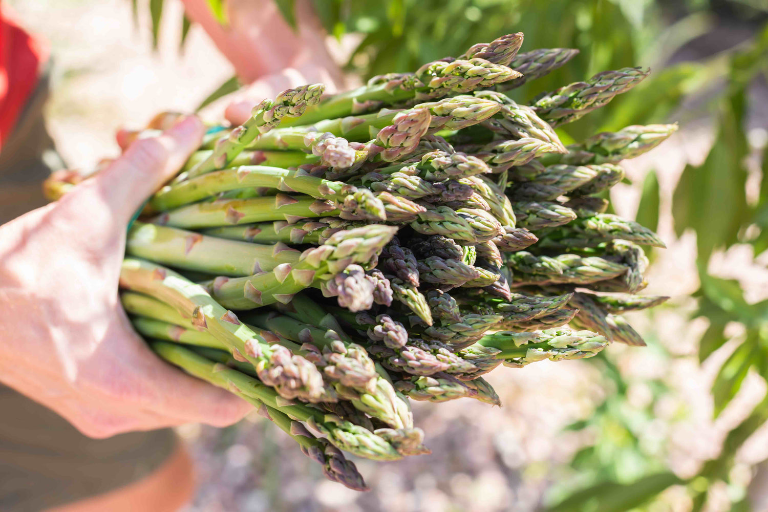 Asparagus Seeds