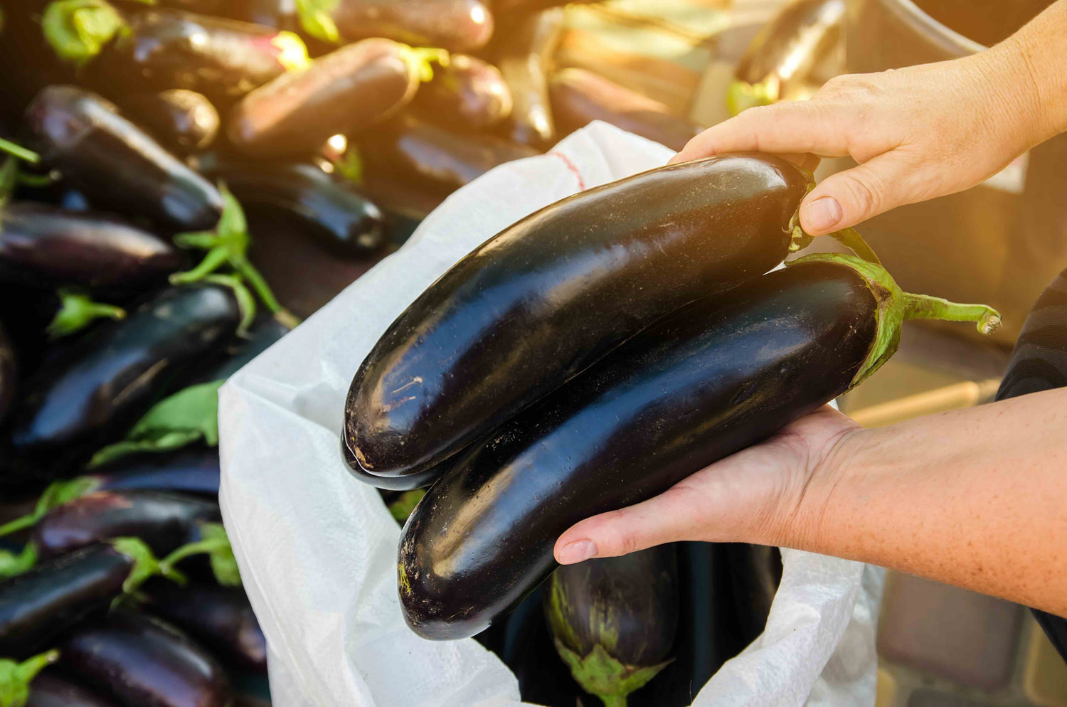 Aubergine Seeds