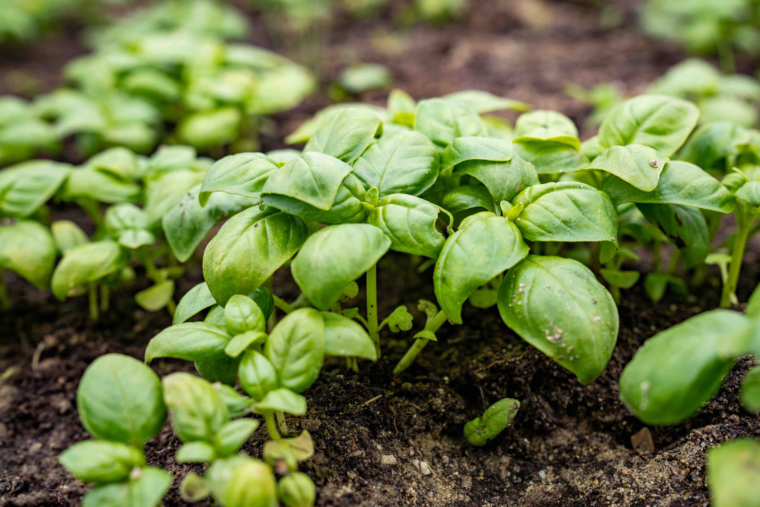 Basil Seeds