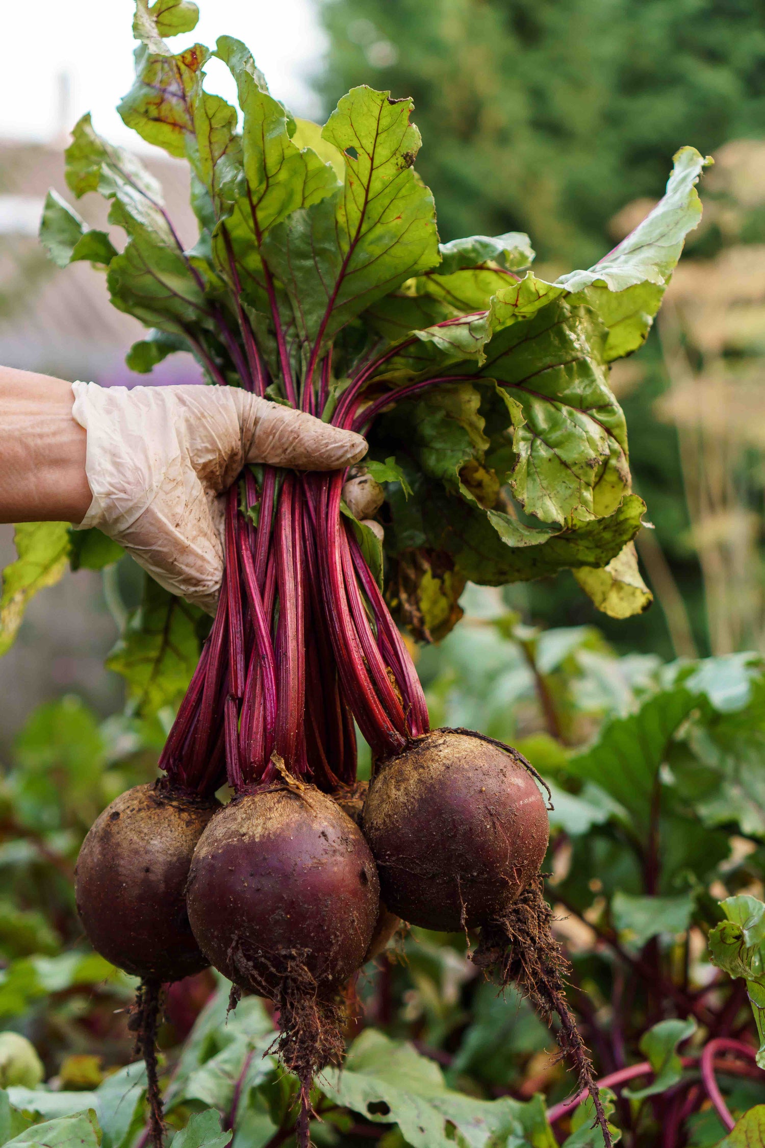 Beetroot Seeds