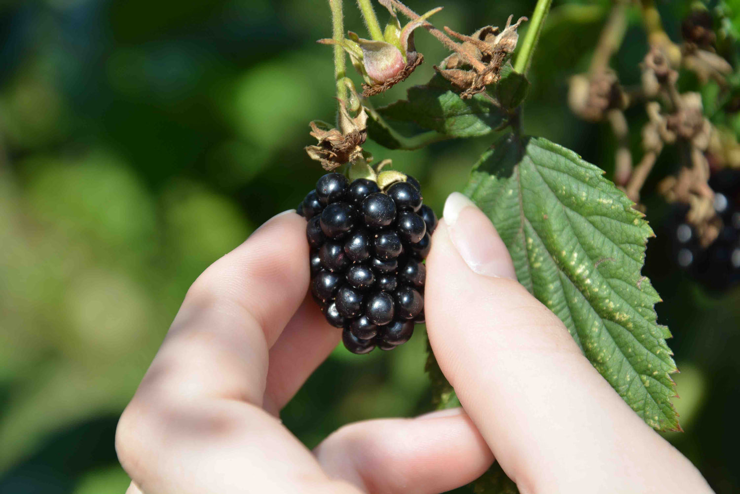 Blackberry Seeds