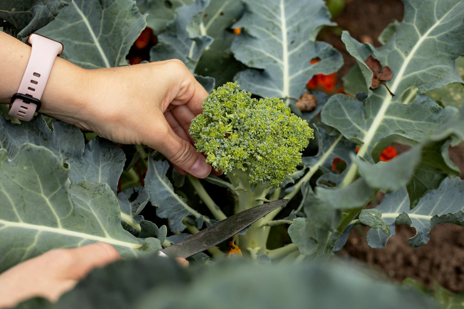 Broccoli Seeds