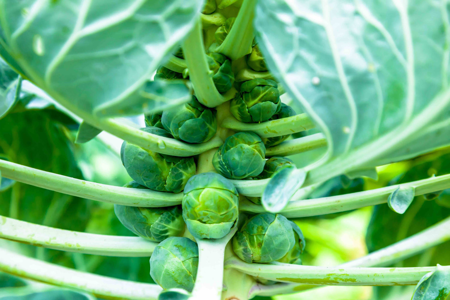 Brussel Sprout Seeds