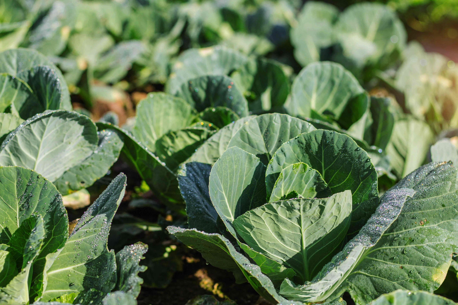 Cabbage Seeds