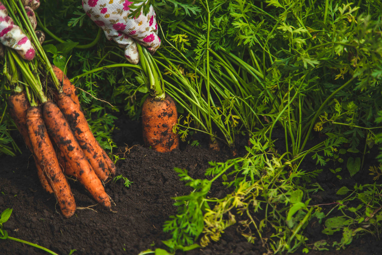 Carrot Seeds