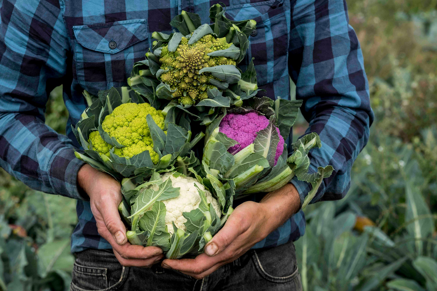 Cauliflower Seeds