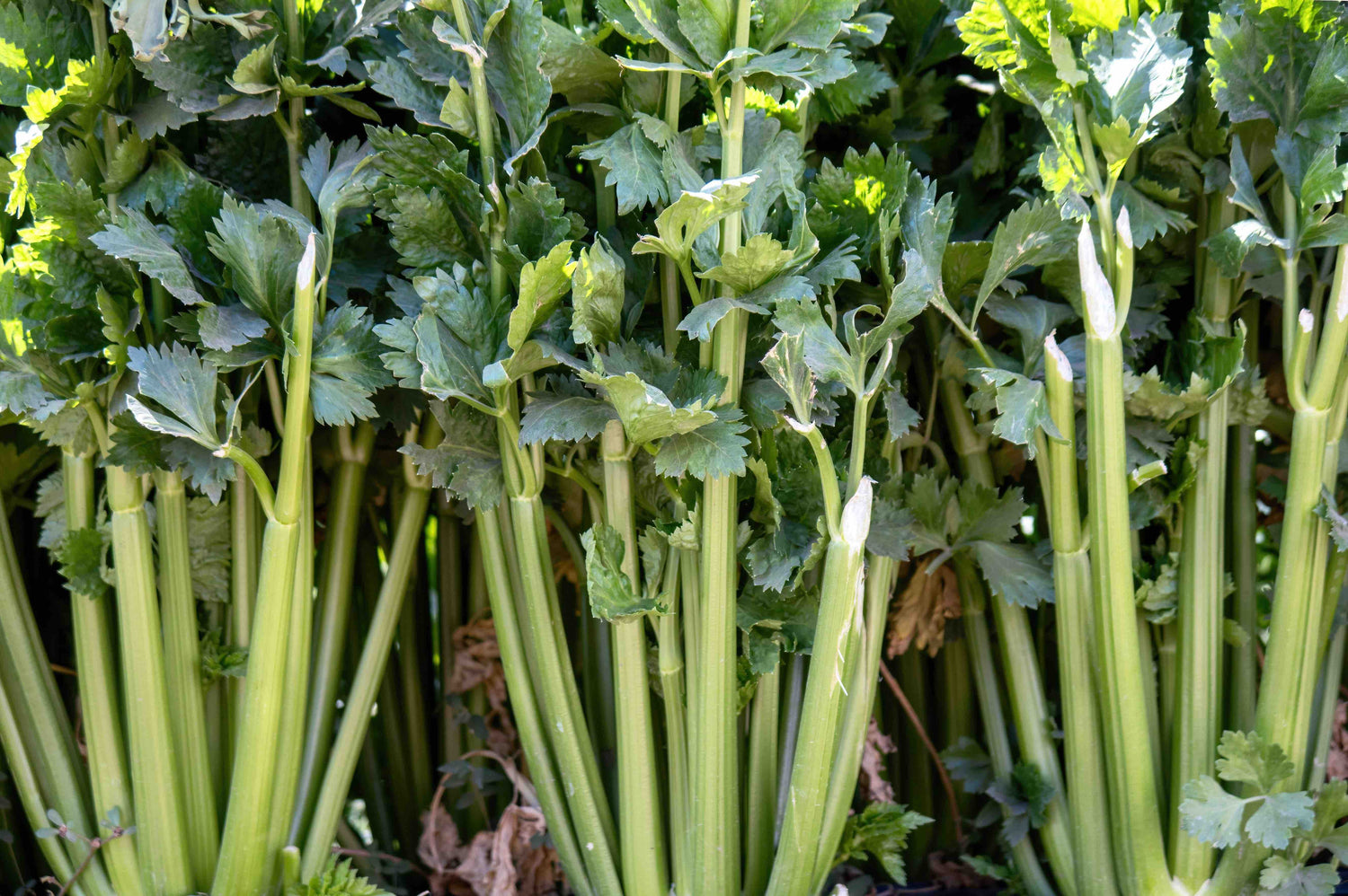 Celery Seeds