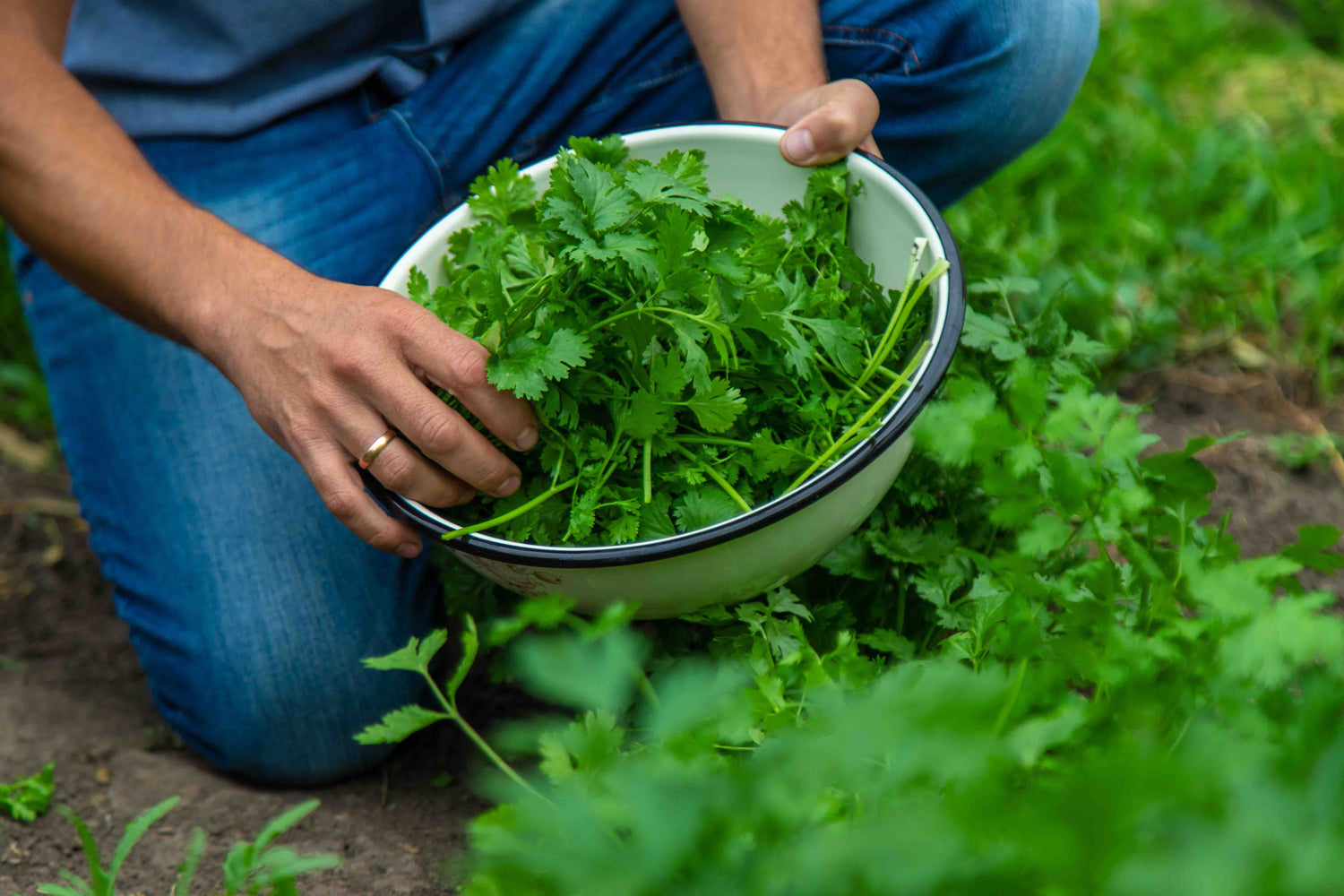 Coriander Seeds