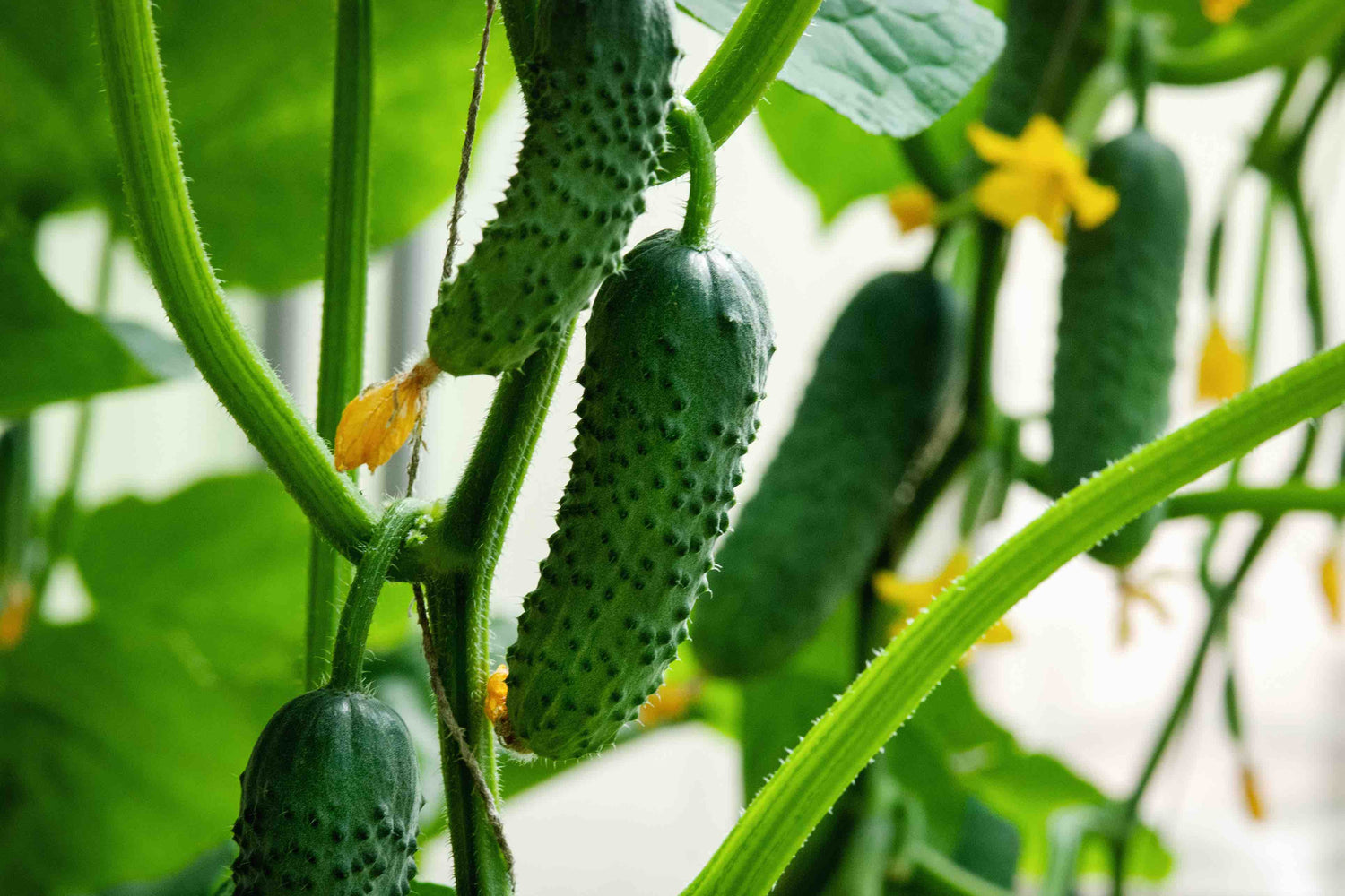 Cucumber Seeds