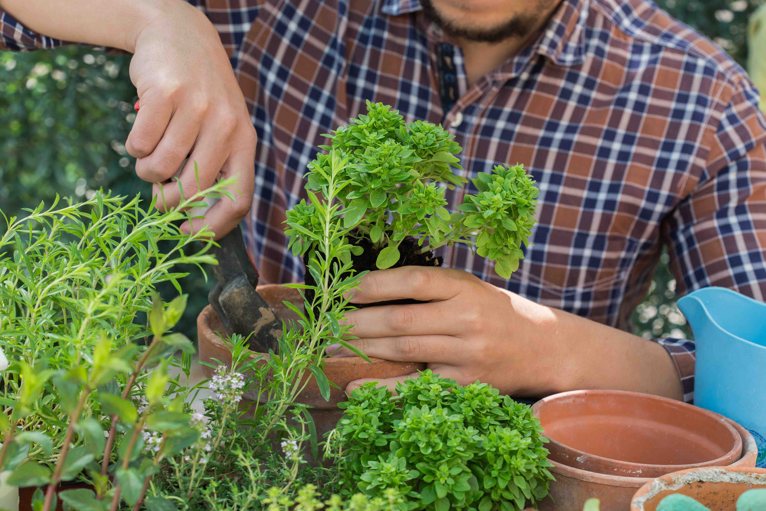 Herb Seeds