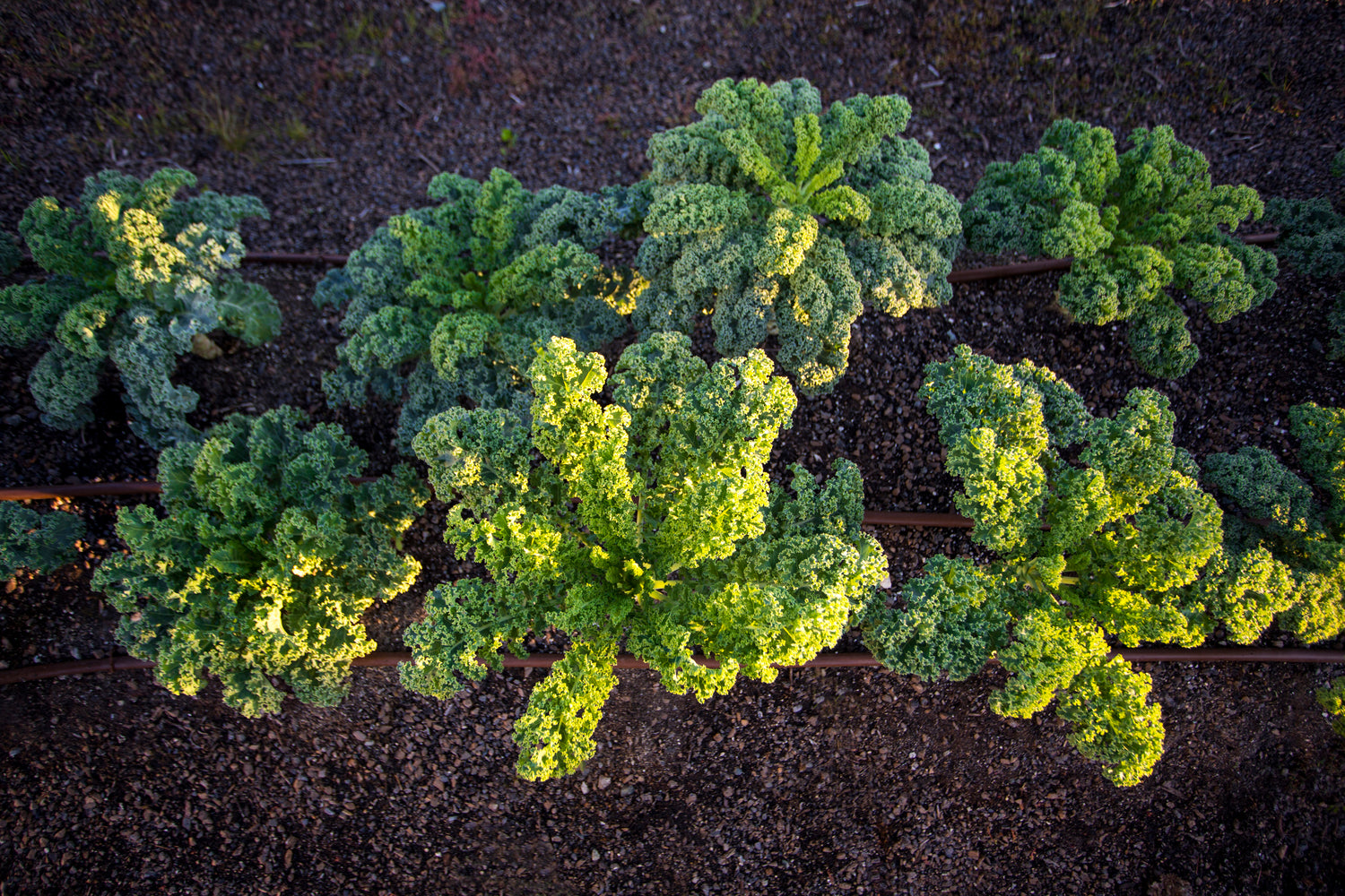 Kale Seeds