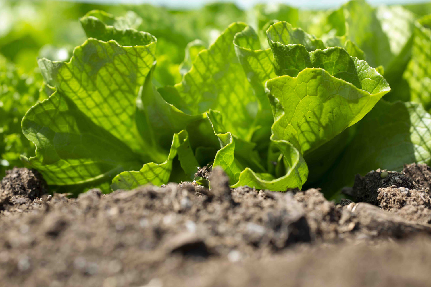 Lettuce Seeds