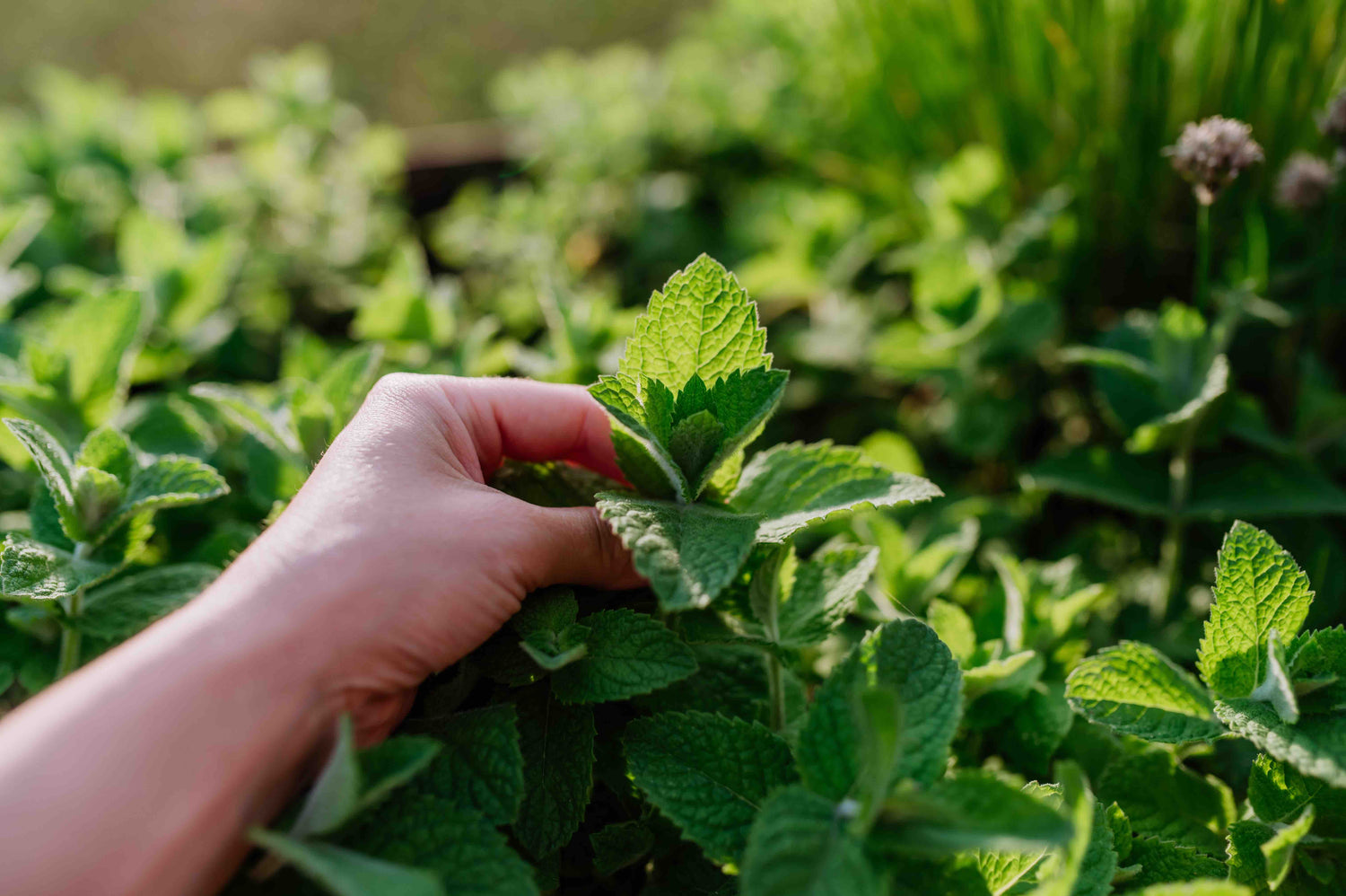 Mint Seeds