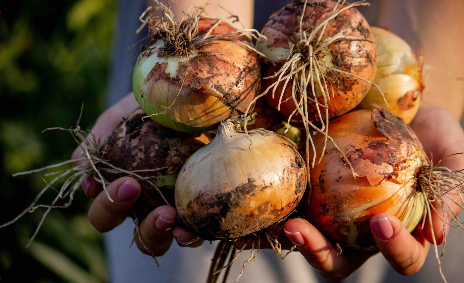 Onion Seeds