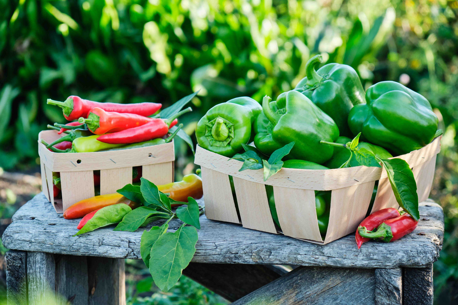 Pepper & Sweet Pepper Seeds