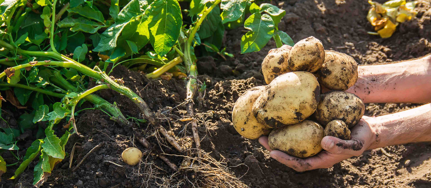 Potato Seeds