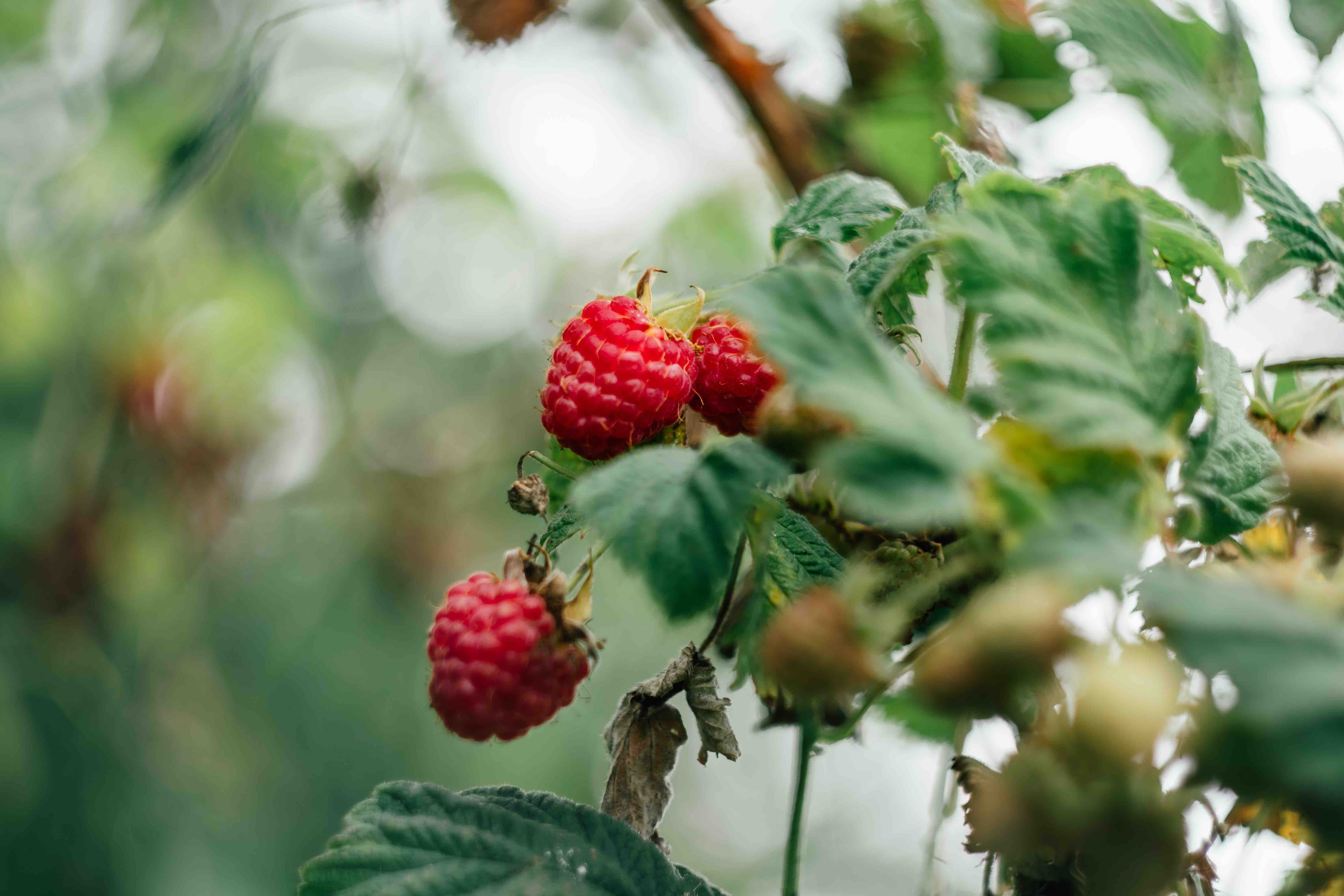 Raspberry Seeds – Vegetable Seeds Company