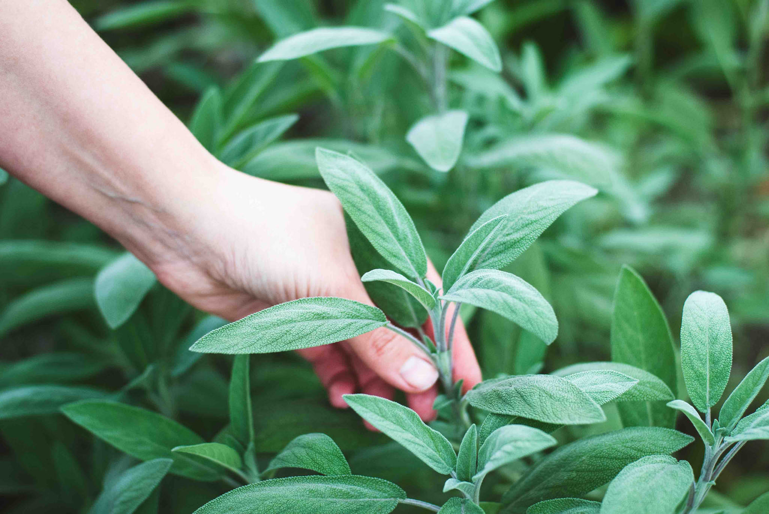 Sage Seeds