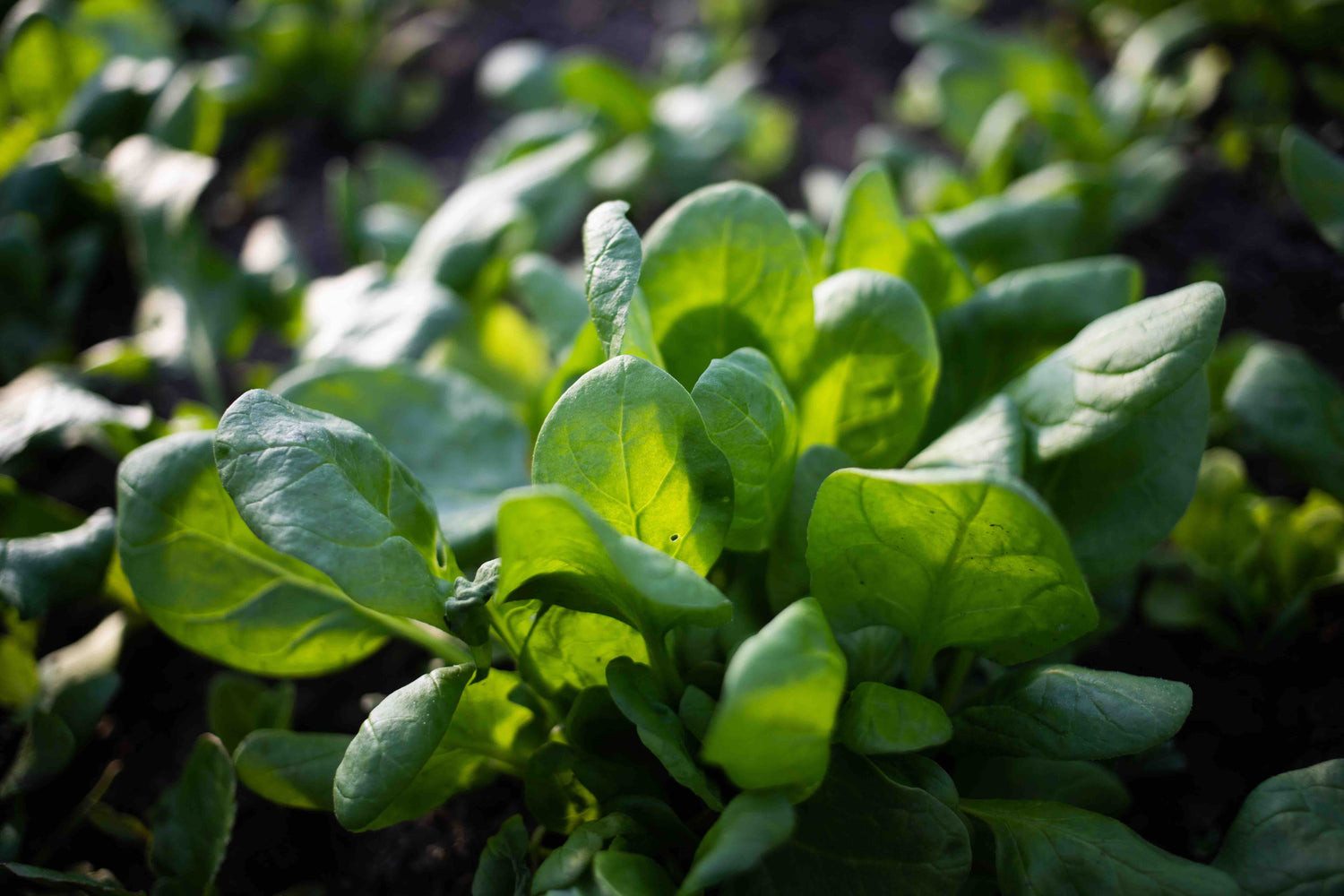 Spinach Seeds