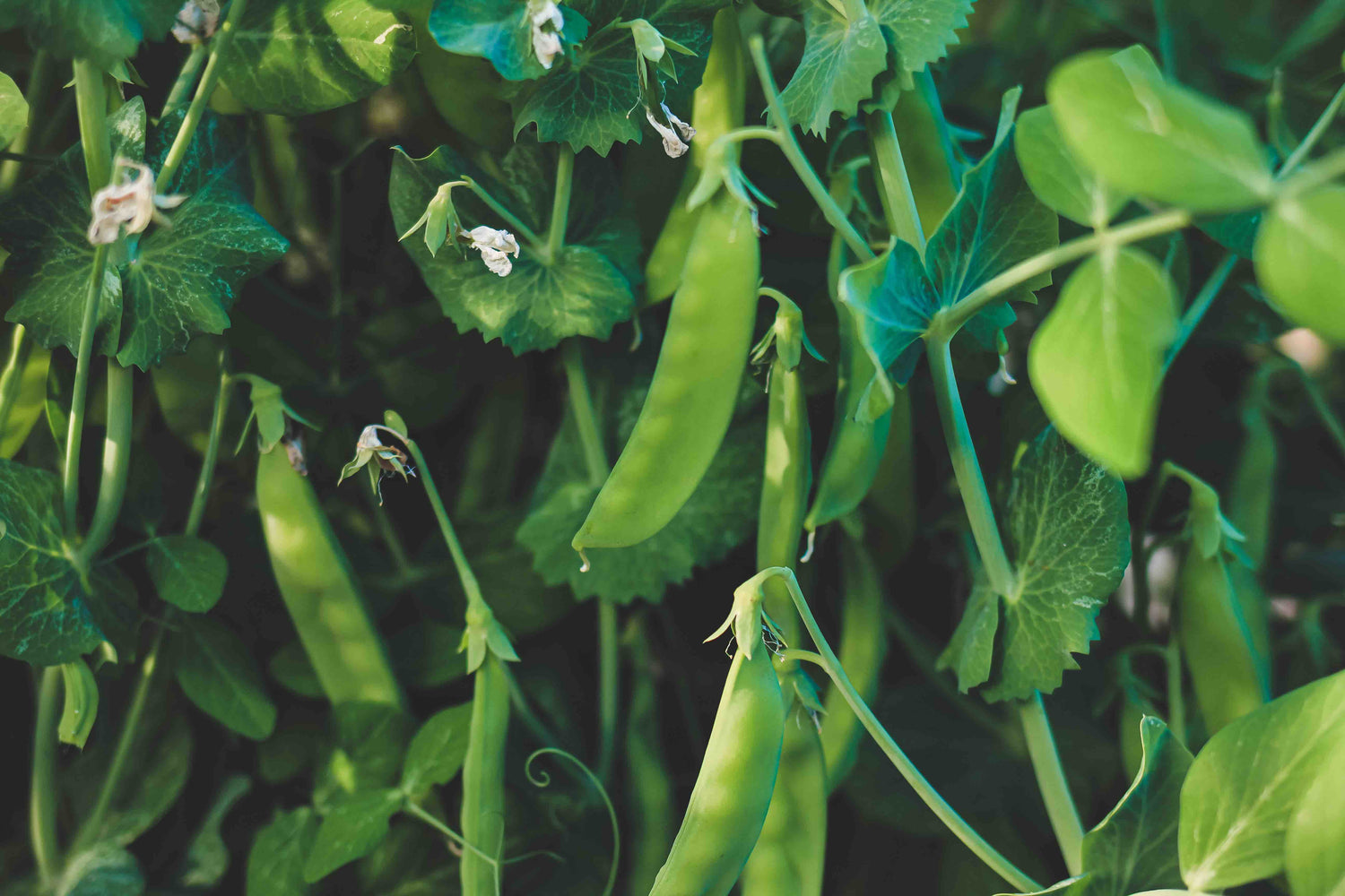 Sweet Pea Seeds & Pea Seeds