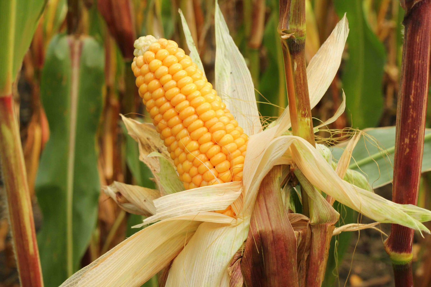 Sweetcorn Seeds