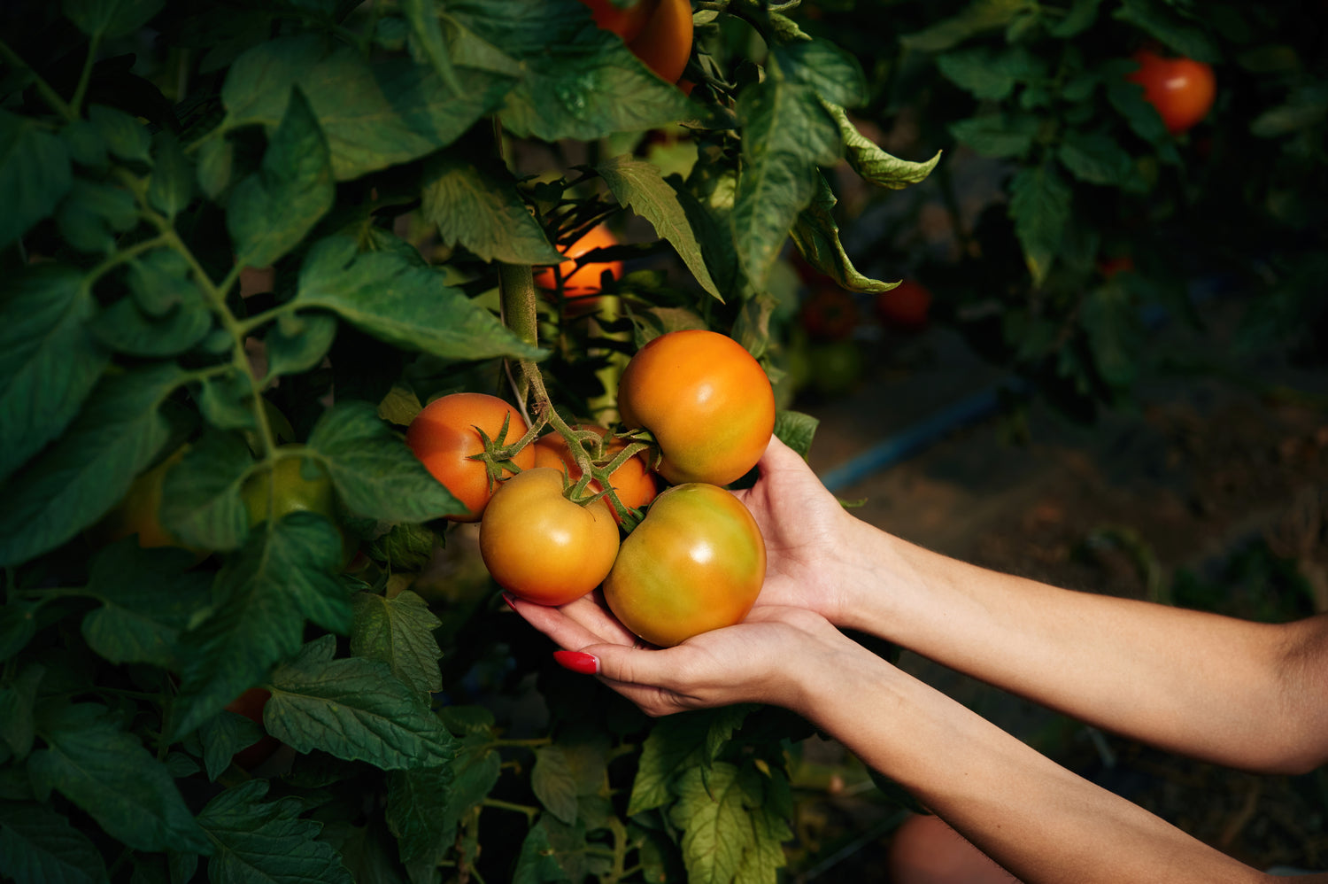 Tomato Seeds