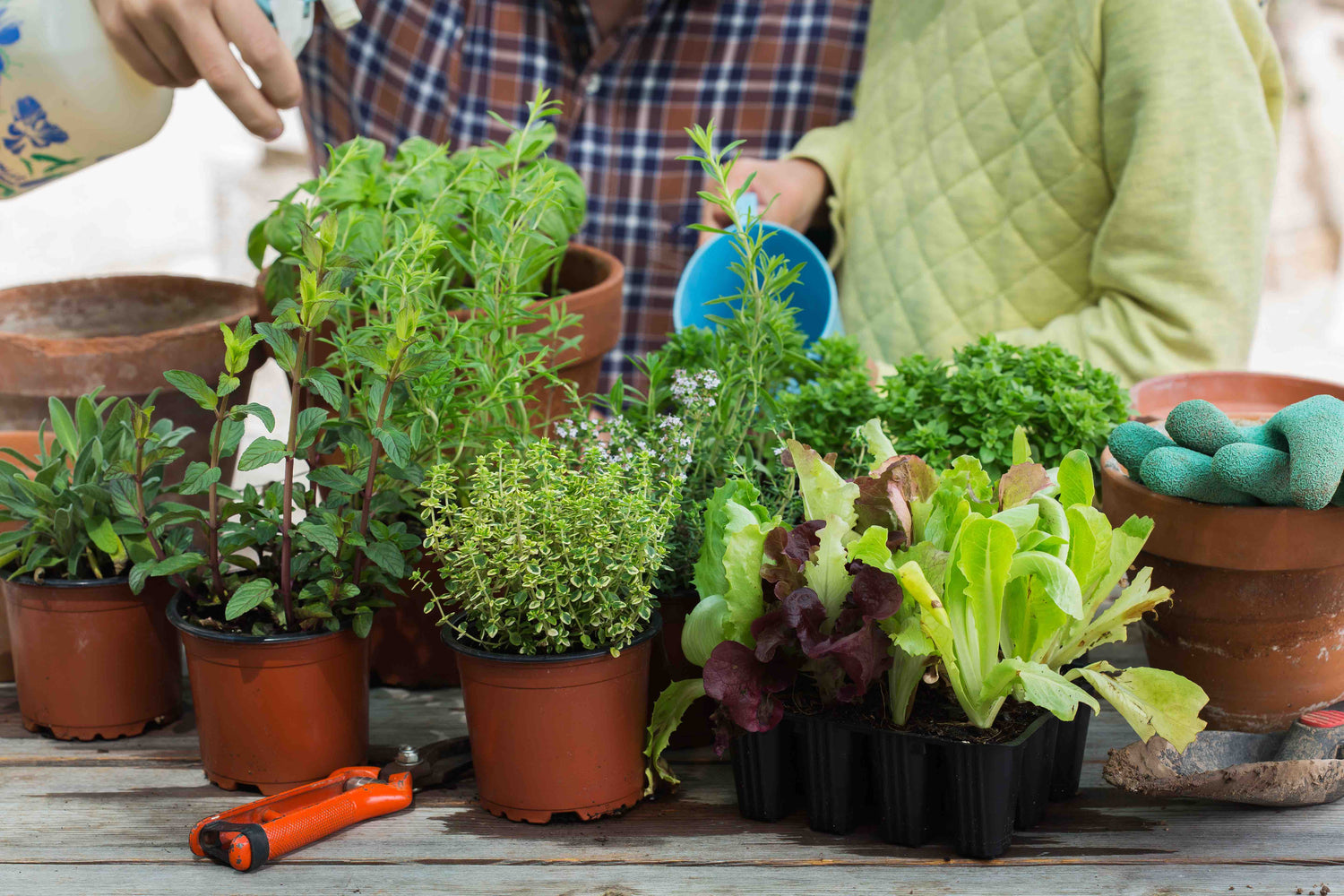 Vegetable Planting Pots