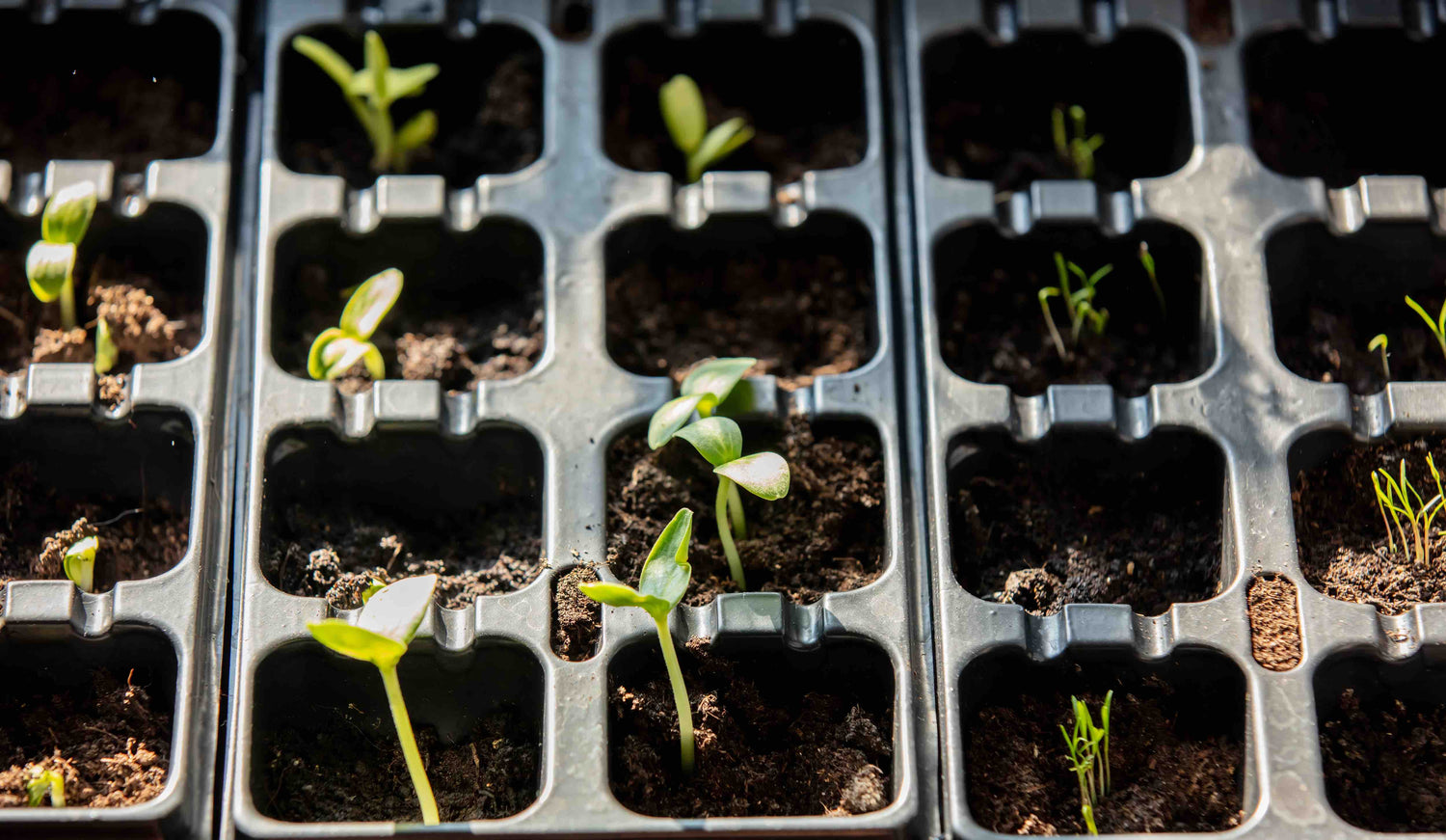 Vegetable Seed Trays UK