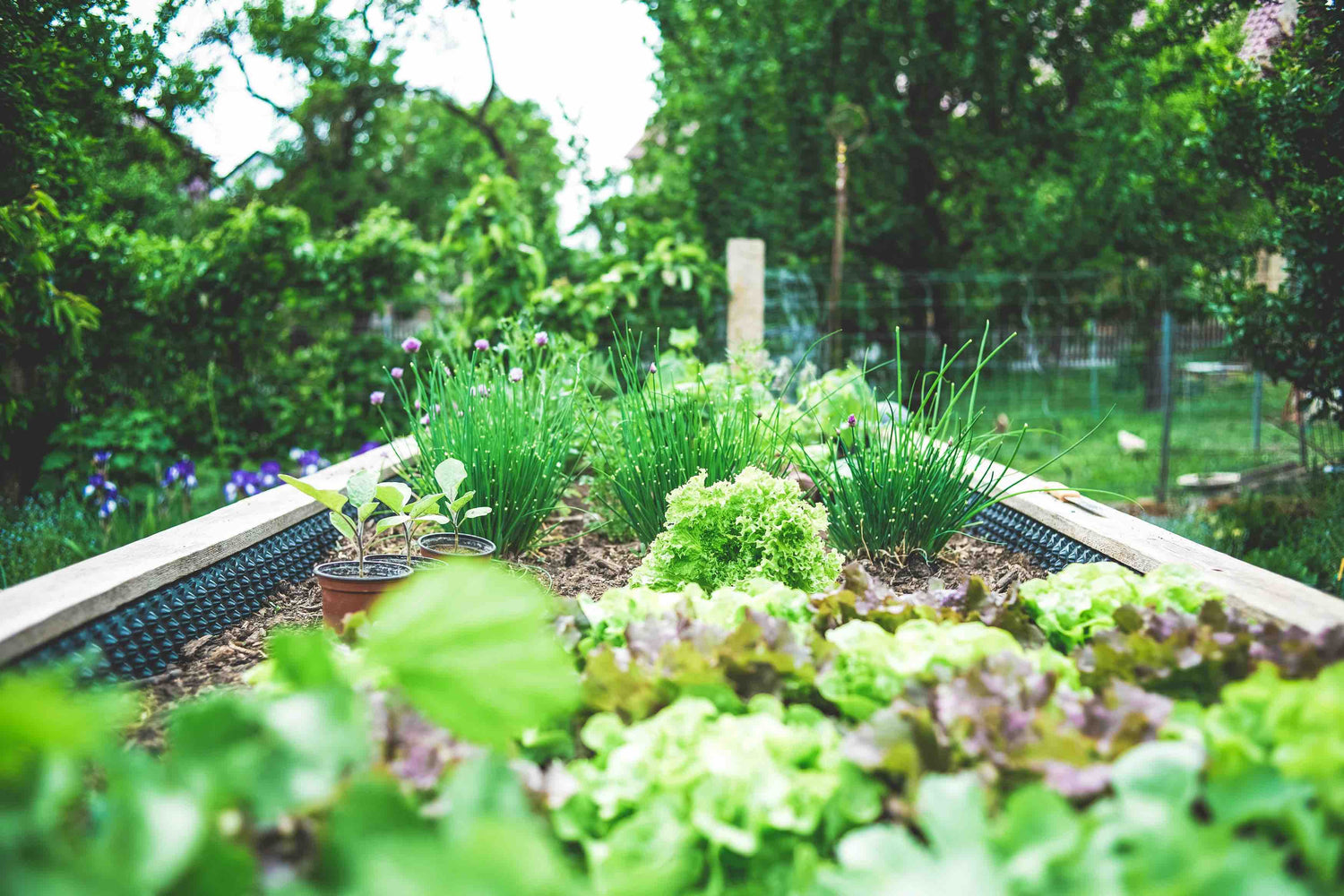 Vegetable Trugs