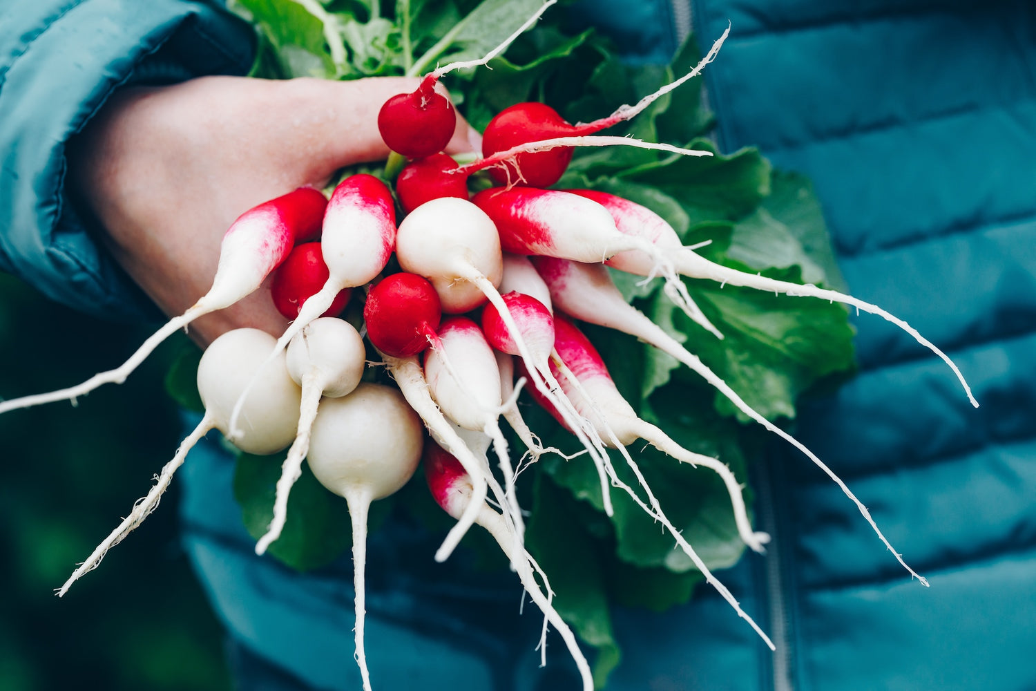 Radish Seeds