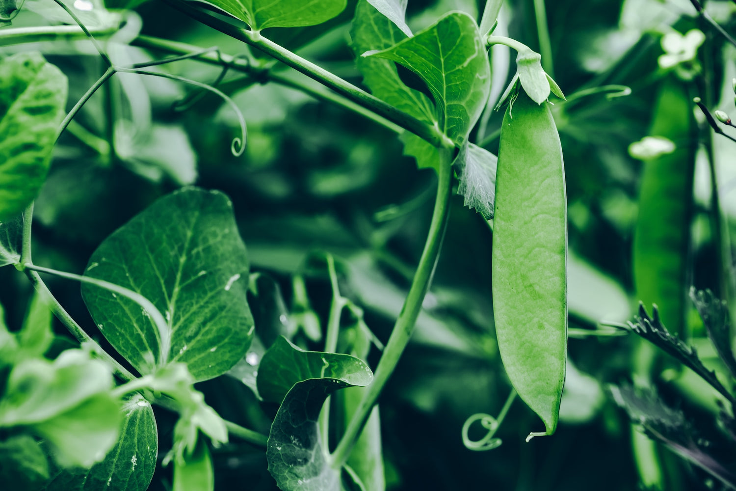 Bean Seeds