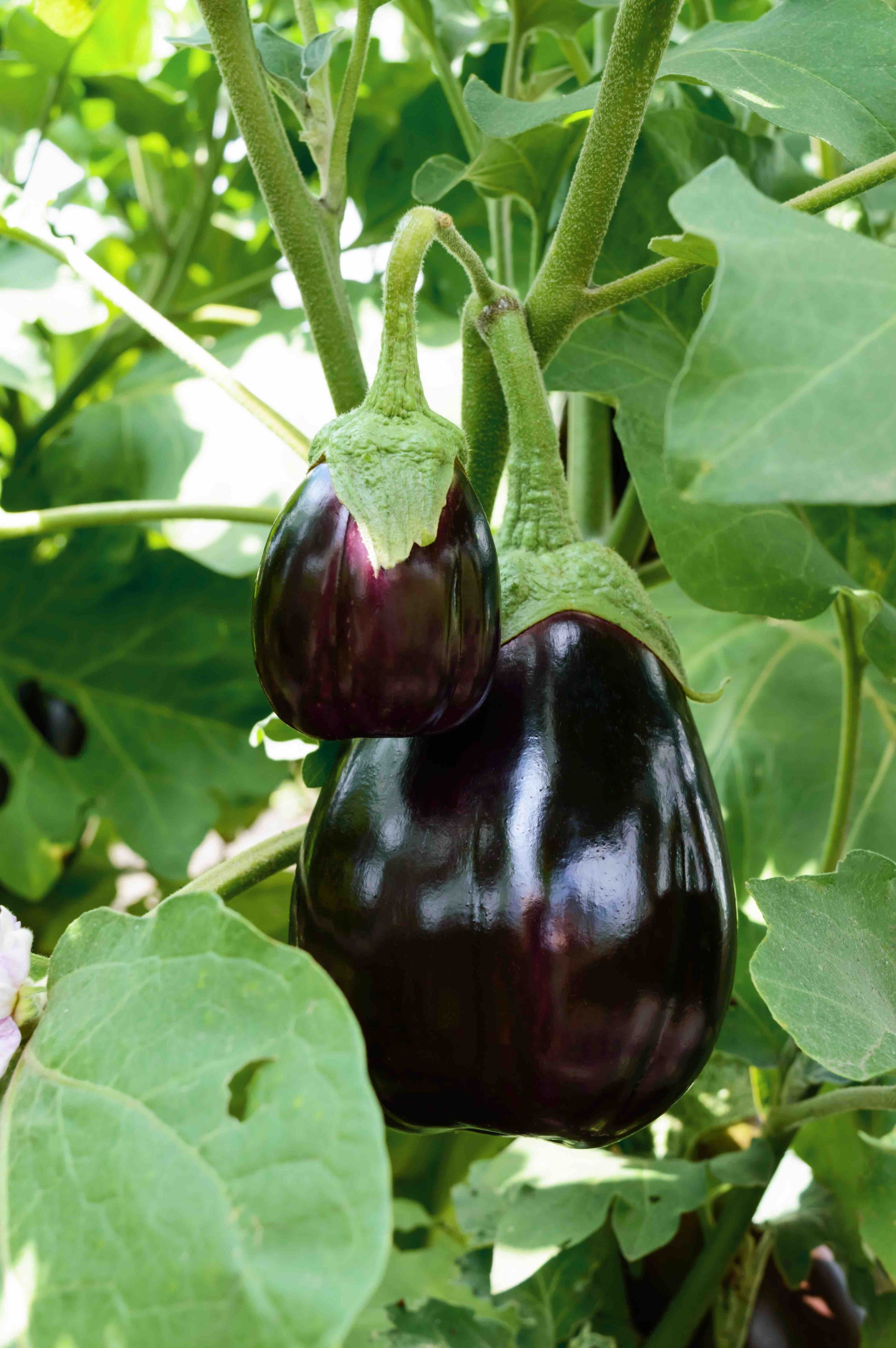 Aubergine Jackpot F1