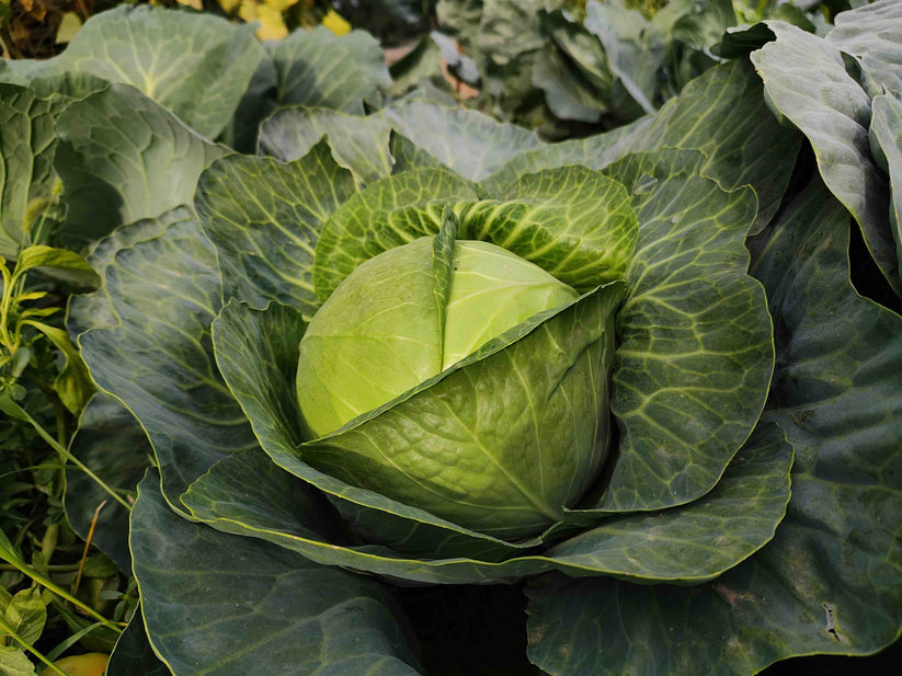 Defender Cabbage Cabbage Brigadier F1 – Vegetable Seeds Company