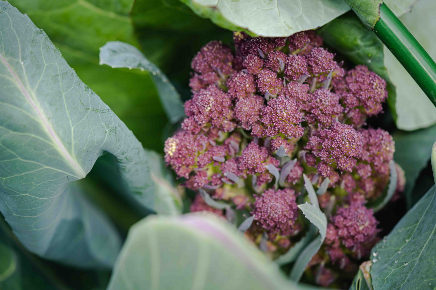 Rudolph Broccoli Seeds